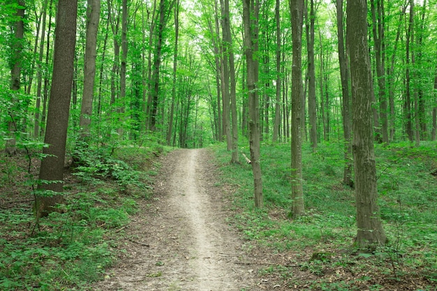 Arbres de la forêt verte. nature vert bois lumière du soleil arrière-plans