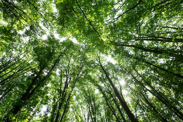 Arbres de la forêt verte. nature vert bois lumière du soleil arrière-plans