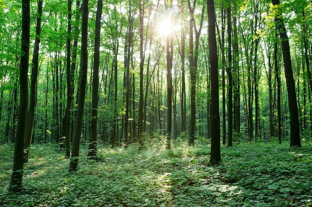 Photo arbres de la forêt verte. nature vert bois lumière du soleil arrière-plans