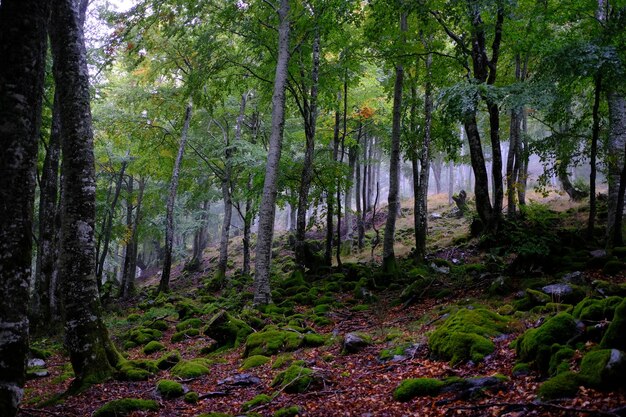 Arbres en forêt