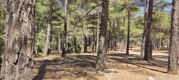 arbres de la forêt