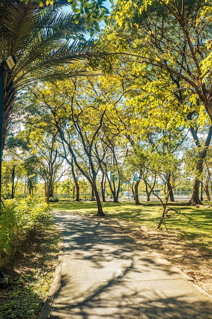 arbres en forêt