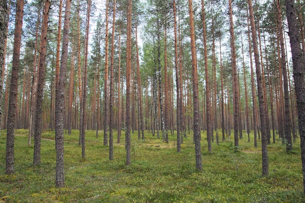 arbres de la forêt