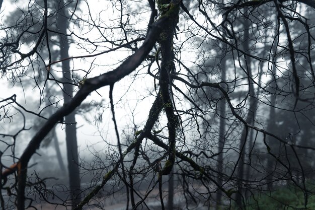 Arbres et fougères le jour de pluie Forêt verte