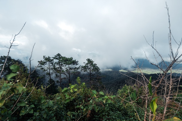 Arbres et fougères le jour de pluie Forêt verte