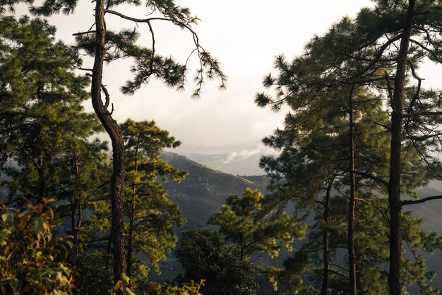 Arbres et fougères le jour de pluie Forêt verte