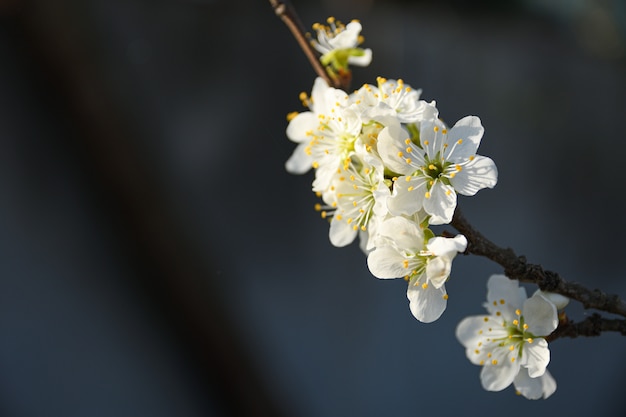 Les arbres fruitiers fleurissent au printemps sur un fond de ciel bleu et d'autres arbres en fleurs. Fermer