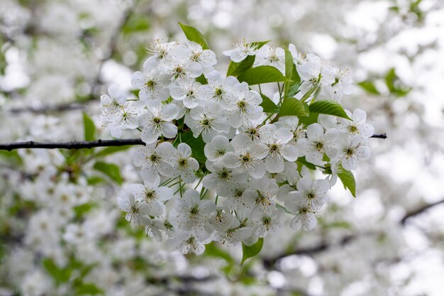 Arbres fruitiers en fleurs avec des fleurs blanches au printemps