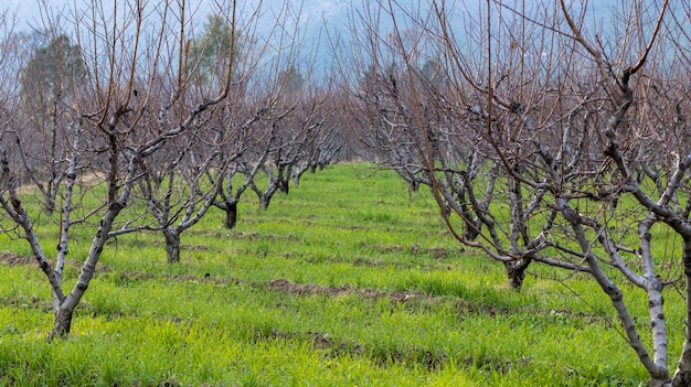 Arbres fruitiers pêchers à la ferme