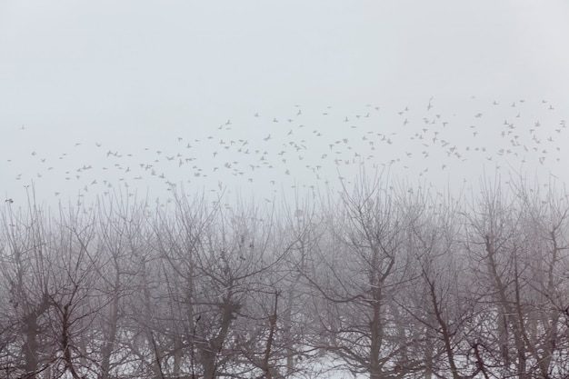 Les arbres fruitiers sont des pommiers en hiver