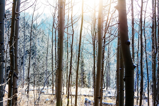 Arbres gelés dans la forêt d'hiver