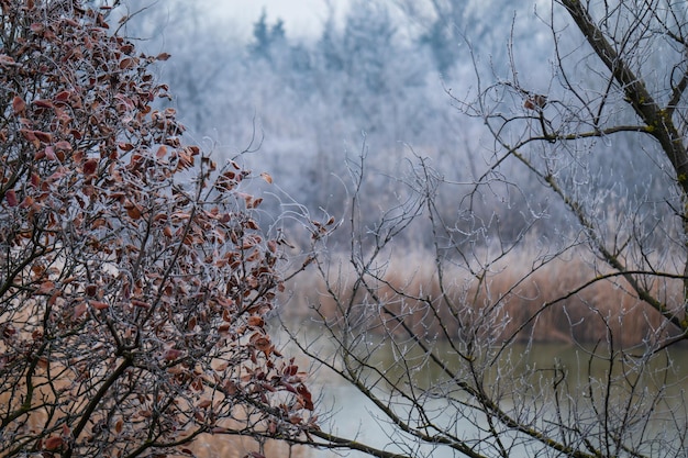 Arbres gelés le matin brumeux