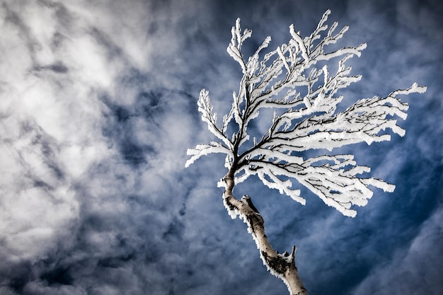 Photo arbres gelés sur une montagne