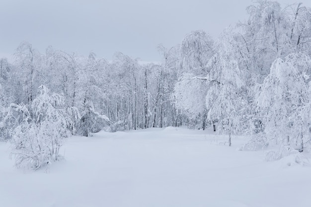 Arbres gelés de paysage naturel d'hiver autour d'une clairière enneigée