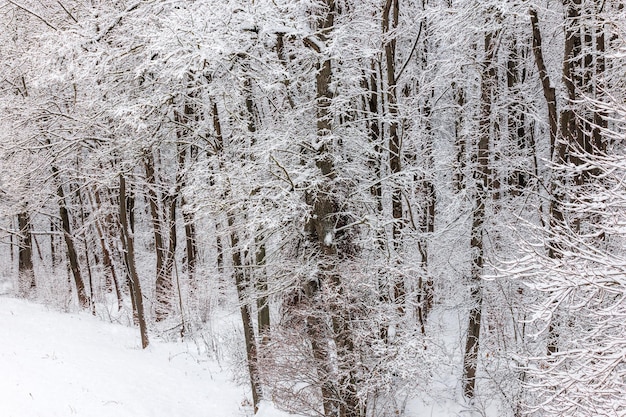 Arbres gelés recouverts de neige au jour d'hiver nuageux au bord de la forêt