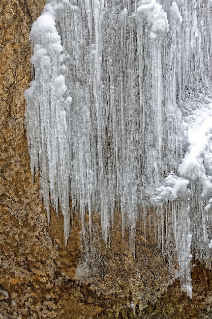 Photo des arbres gelés sur terre