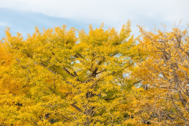 Arbres ginkgo automne