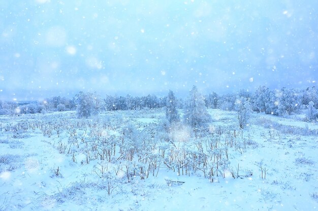 arbres givre drone, vue abstraite arrière-plan décembre paysage extérieur arbres neige