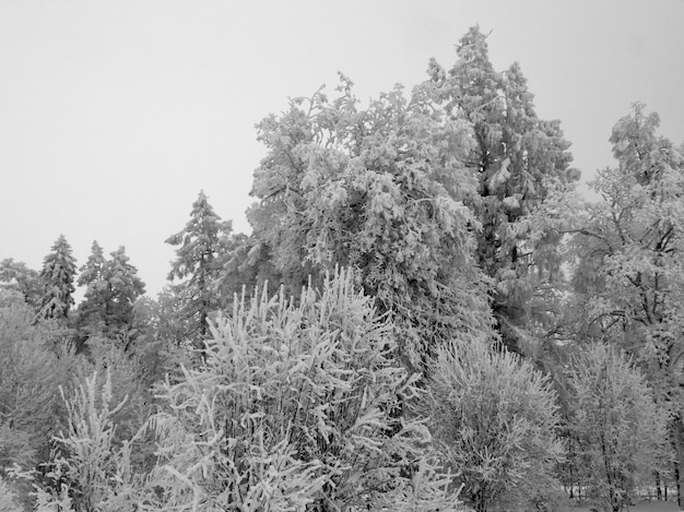 Arbres givrés contre un champ neigeux Région de Leningrad