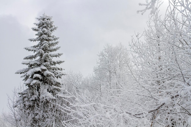 Des arbres givrés couverts de givre et se dressent contre un ciel d'hiver gris dans la neige