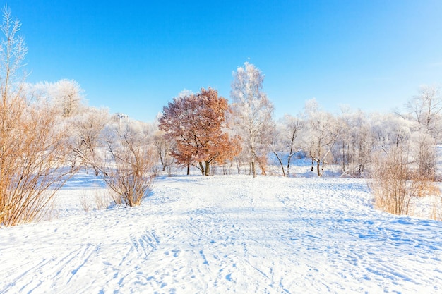 Arbres givrés dans la forêt enneigée par temps froid le matin ensoleillé Nature hivernale tranquille au soleil Jardin ou parc d'hiver naturel inspirant Fond de paysage nature écologie fraîche paisible