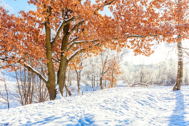 Arbres givrés dans la forêt enneigée. Temps froid en matinée ensoleillée