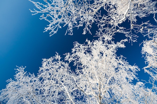 Arbres givrés avec du givre blanc contre le ciel bleu. Beau fond de nature hiver.