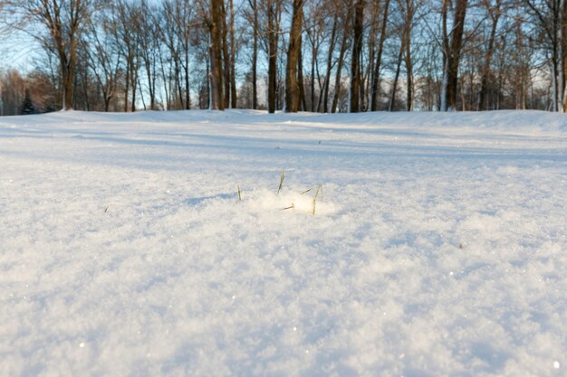 arbres graphiques dans la saison d'hiver, tout est recouvert de neige