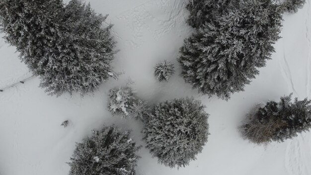 Arbres d'en haut