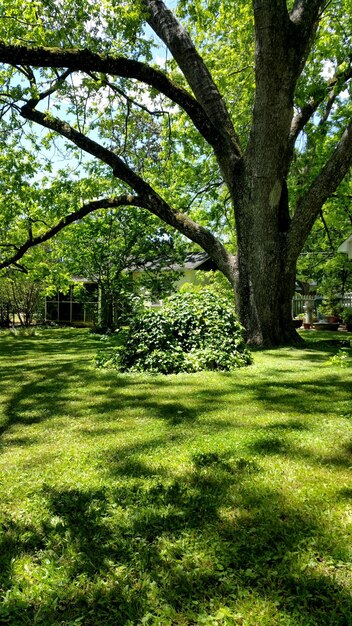 Photo des arbres et de l'herbe dans le parc pendant une journée ensoleillée