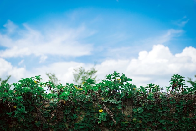 Arbres d&#39;herbe et d&#39;ornement et fond de jardinage de ciel