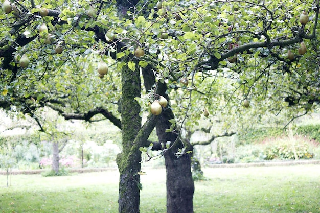 Photo des arbres sur l'herbe