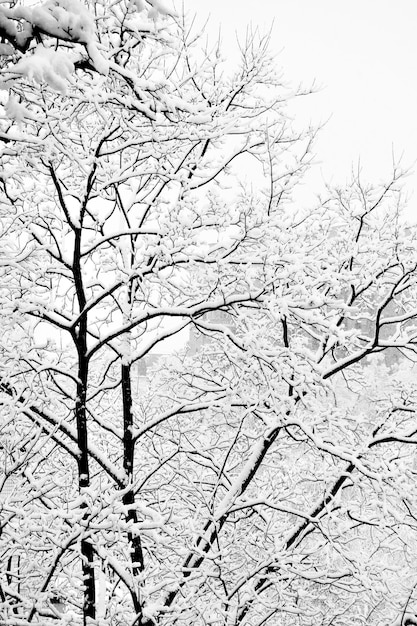 Arbres d'hiver après de fortes chutes de neige. Image en noir et blanc