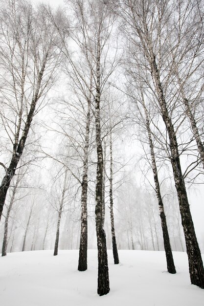 Arbres en hiver - les arbres couverts de neige, poussant en hiver