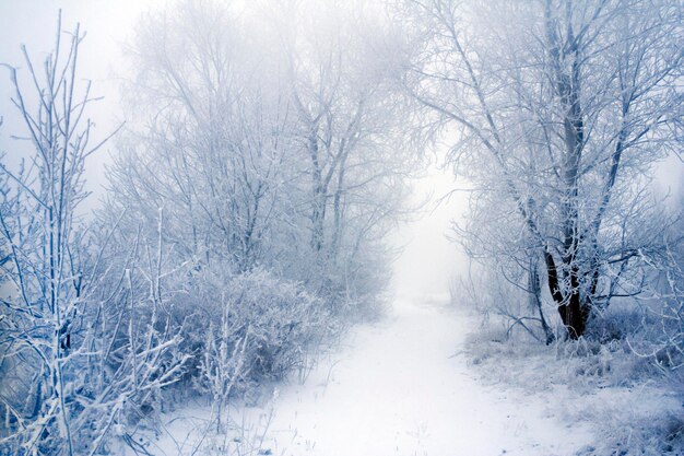 Arbres d'hiver dans le gel et le brouillard