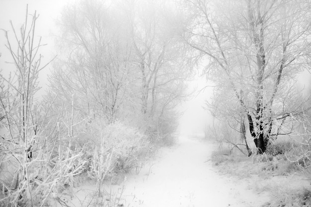 Arbres d'hiver dans le gel et le brouillard