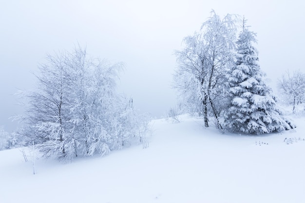 Arbres d'hiver dans les montagnes couvertes de neige fraîche