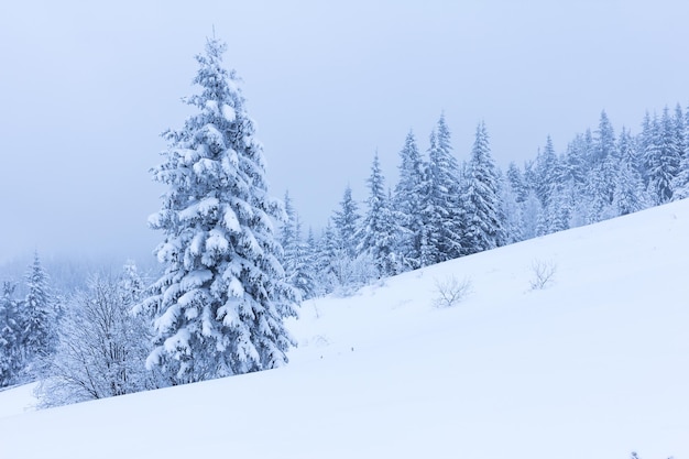 Arbres d'hiver dans les montagnes couvertes de neige fraîche