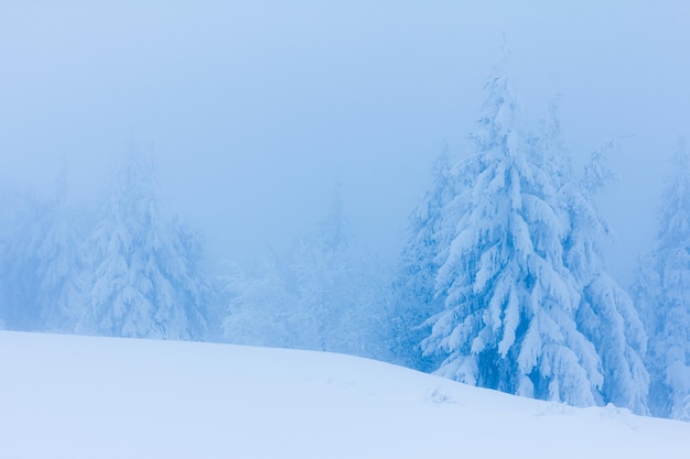 Arbres d'hiver dans les montagnes couvertes de neige fraîche