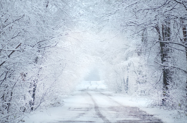 Arbres d&#39;hiver gelés