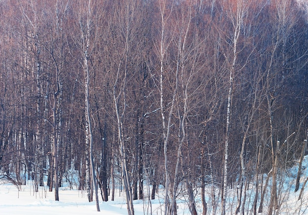 Arbres d'hiver nus à l'arrière-plan du paysage