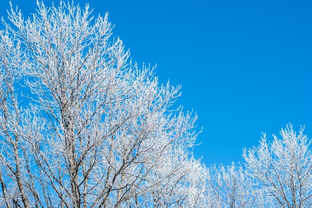 arbres d'hiver temps glacial givre branches neige ciel