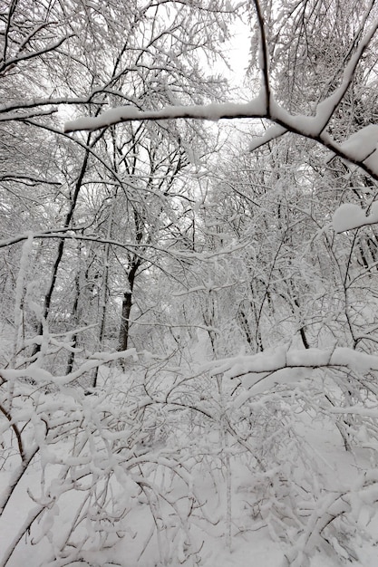 Arbres en hiver sur le territoire du parc