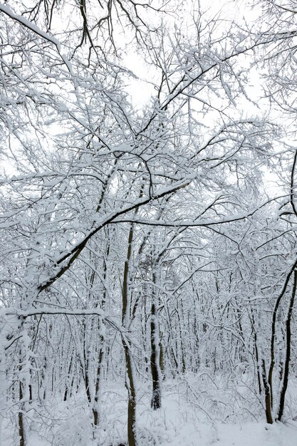 arbres en hiver