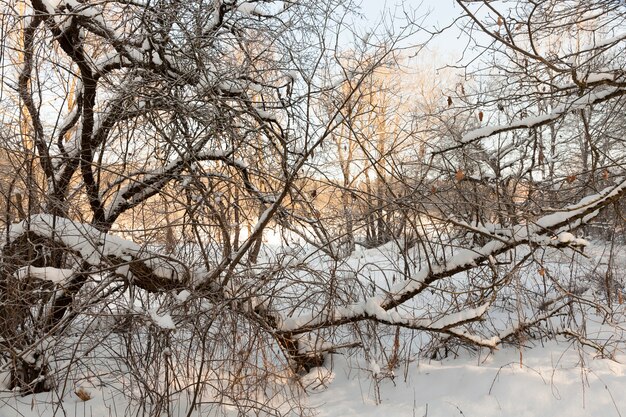 arbres en hiver