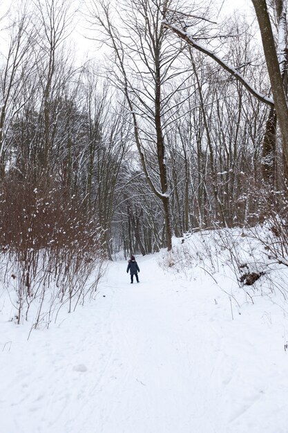 arbres en hiver