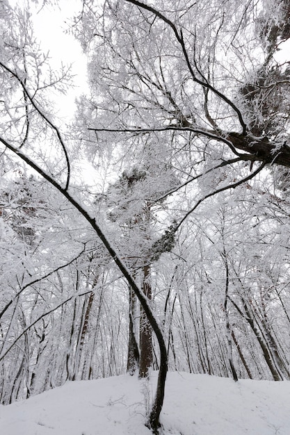 arbres en hiver