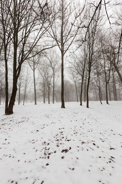 arbres en hiver