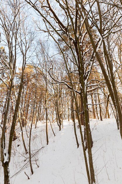 arbres en hiver