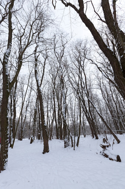 arbres en hiver